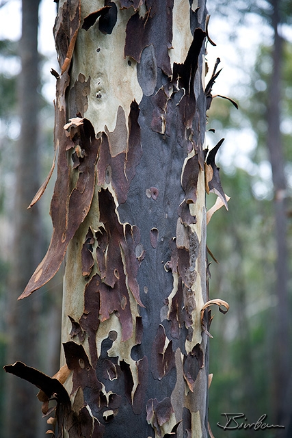 IMG_1151-Edit.jpg - Eucalyptus tree
