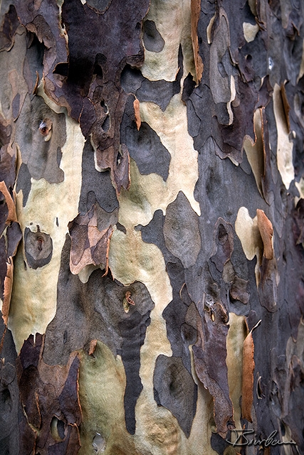 IMG_1158-Edit.jpg - Eucalyptus tree