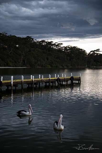 IMG_1544-Edit.jpg - Pelicanes in Lakes Entrance waiting for upcomming rainstorm