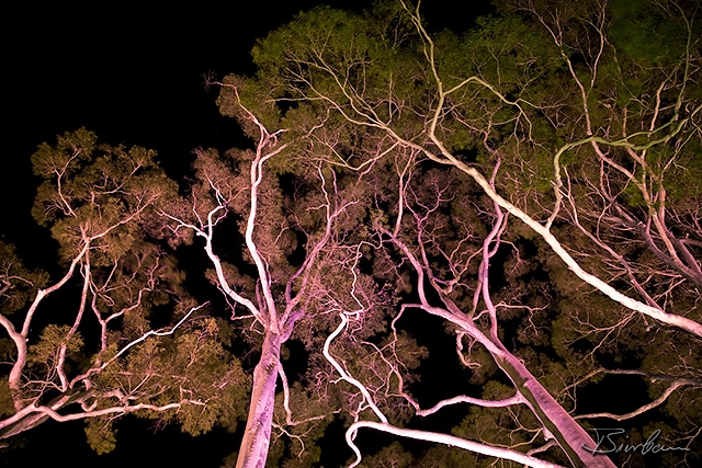 IMG_2313-Edit.jpg - Night illumination of trees in Perth