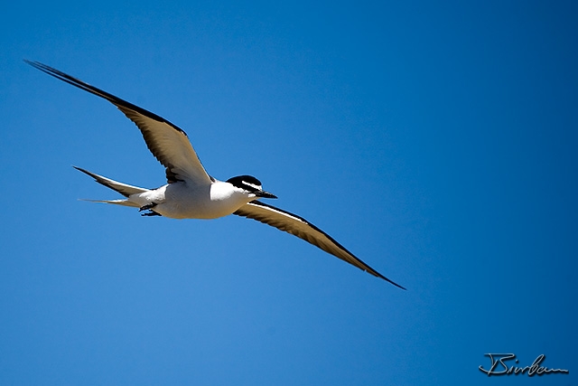 IMG_2493-Edit.jpg - Tern on penguin island south of perth