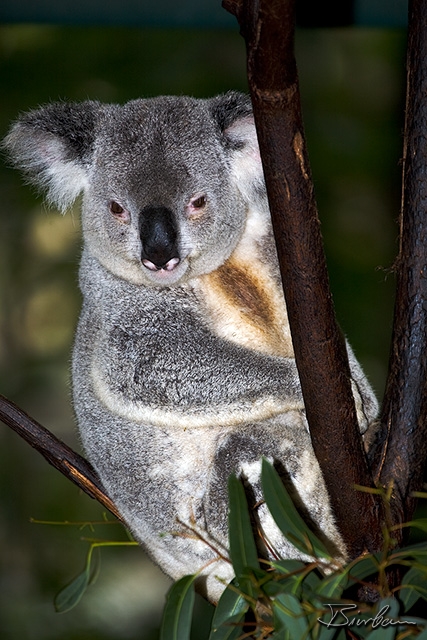 IMG_7508-Edit.jpg - Koala close to Brisbane (Sanctuary)