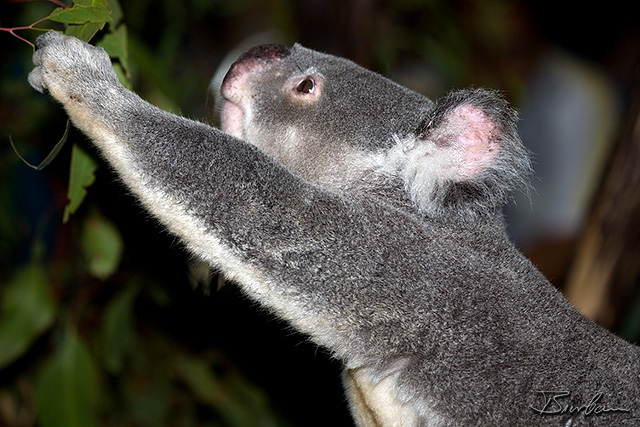 IMG_7516-Edit.jpg - Koala close to Brisbane (Sanctuary)