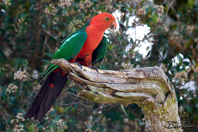 IMG_8019.jpg - Male King Parrot
