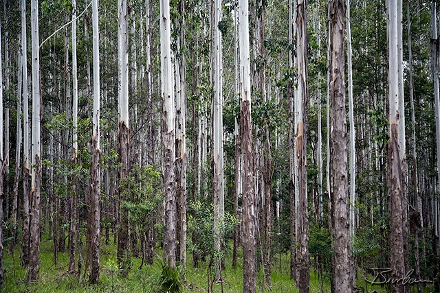 IMG_8692-Edit.jpg - Young Eucalyptus trees