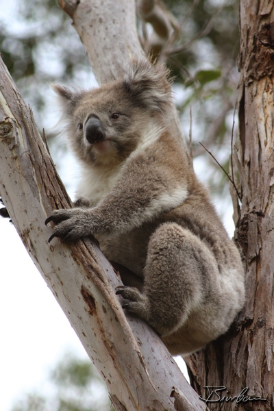 Landschaft4.jpg - 2003, Australia, Koala